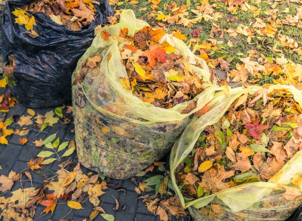 Yard Cleanup Service in Springfield