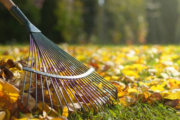 Leaf Raking Service in Springfield