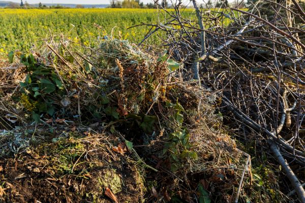 Cost of Brush Disposal in Springfield