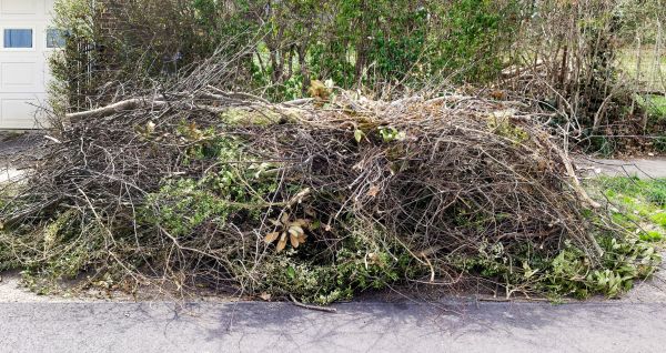 Cost of Tree Limb Cleanup in Springfield