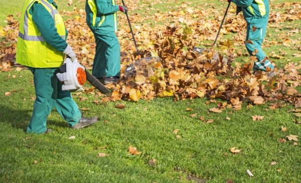 Leaf Maintenance in Springfield