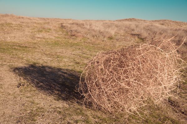Tumbleweed Removal in Springfield