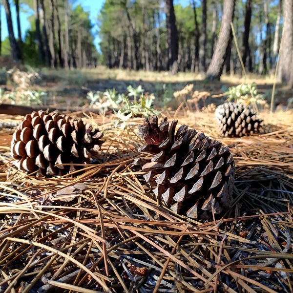 Pine Cone Removal in Springfield