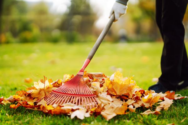 Ditch Leaf Removal in Springfield