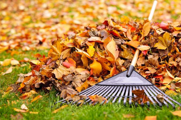 Yard Leaf Removal in Springfield