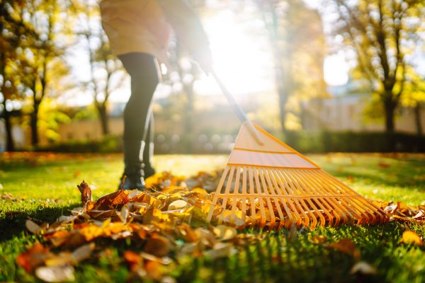 Leaves Raking in Springfield