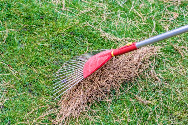 Yard Raking in Springfield