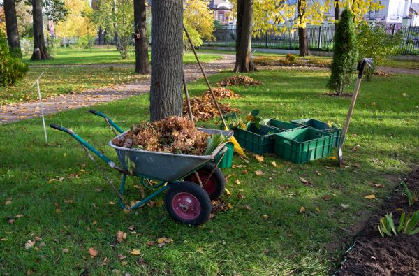 Leaf Clearing Service in Springfield