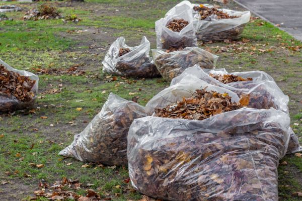 Leaf Pile Disposal in Springfield