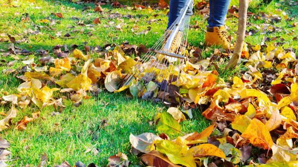 Lawn Cleanup Service in Springfield