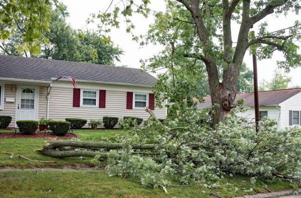 Cost of Fallen Branch Removal in Springfield