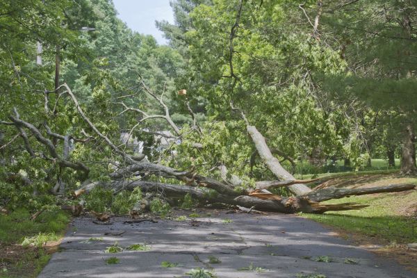 Cost of Tree Debris Removal in Springfield